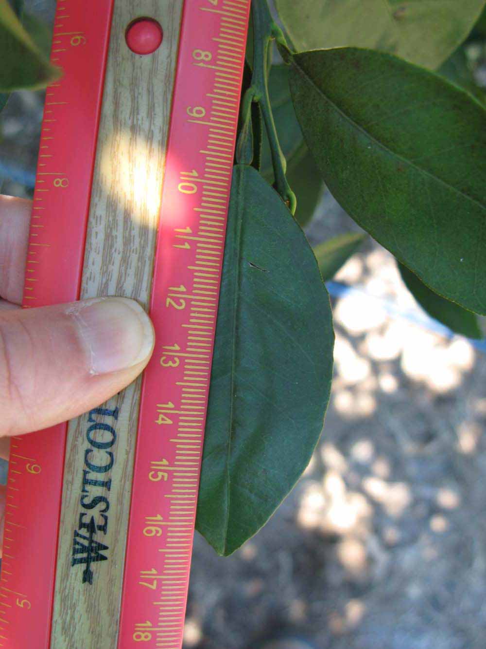              Unifoliolate leaf (Winter Haven, FL)       